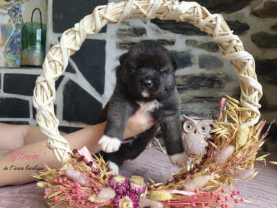 Les chiots de Akita americain
