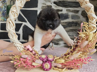 Les chiots de Akita americain