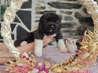 Les chiots de Akita americain