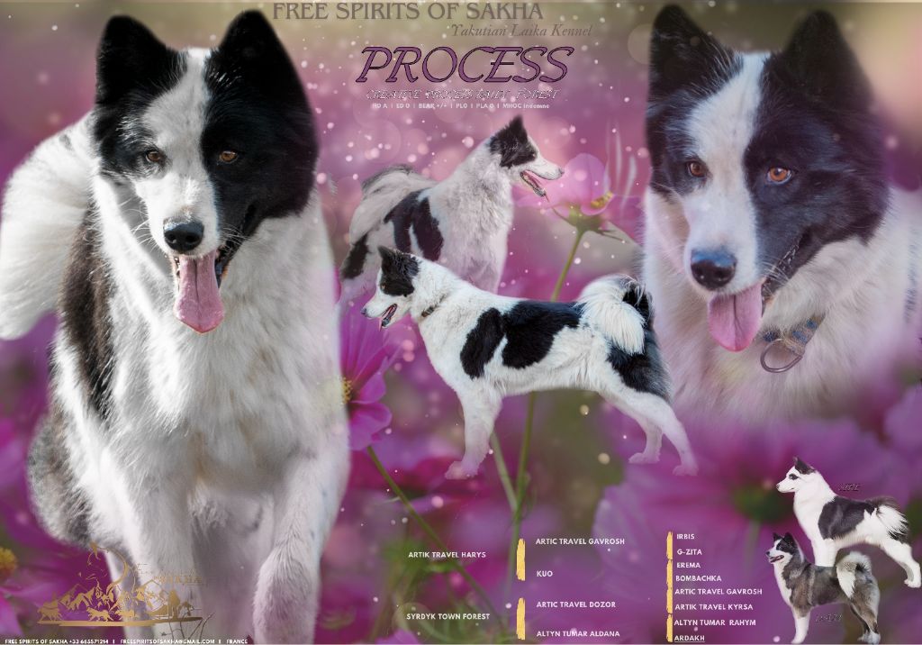 Creative process taun forest