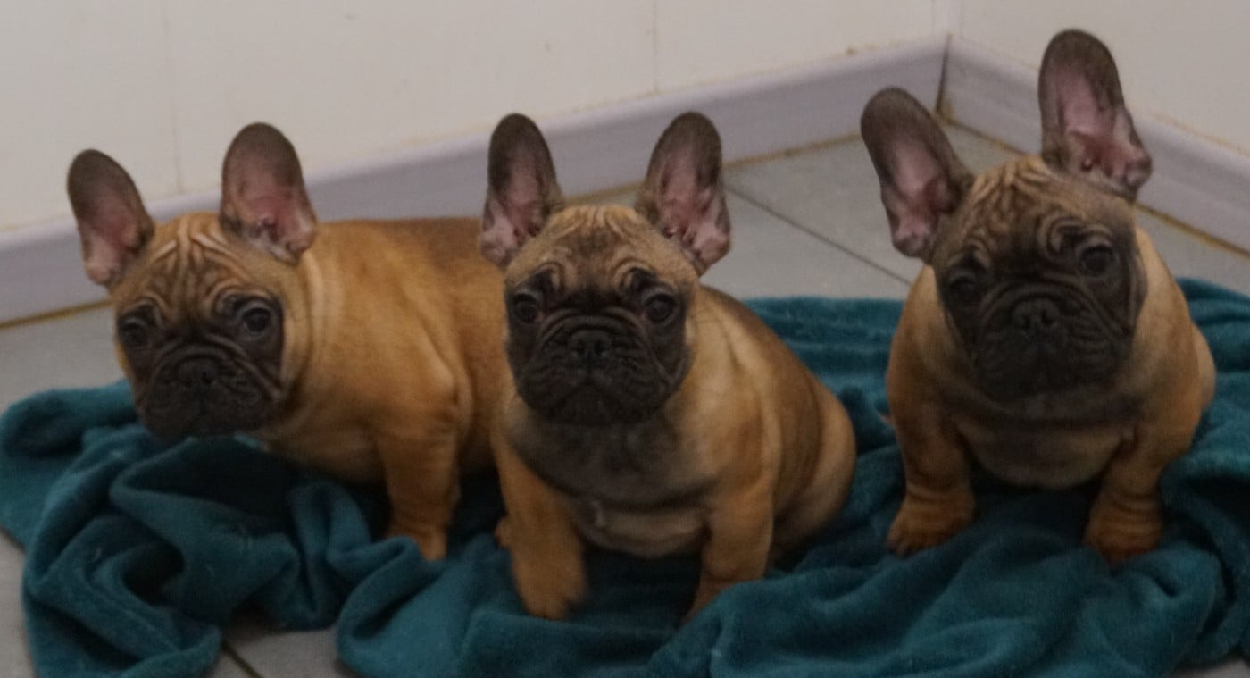 Bouledogue français - Des Sweety Bullyz