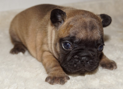 Les chiots de Bouledogue français