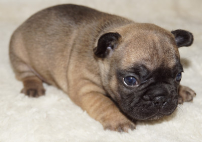 Les chiots de Bouledogue français