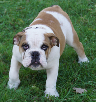Les chiots de Bulldog Anglais