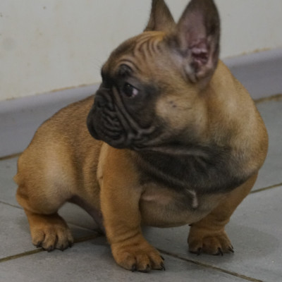 Les chiots de Bouledogue français