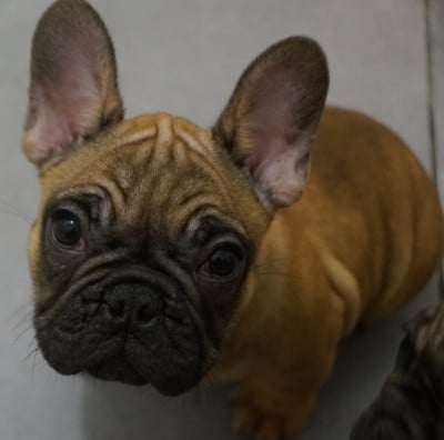 Les chiots de Bouledogue français