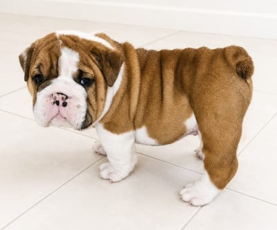 Bulldog Anglais