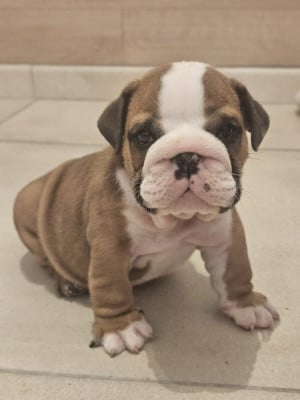 Bulldog Anglais