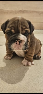 Mâle 2 - Bulldog Anglais