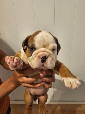 Bulldog Anglais