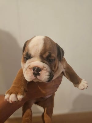 Femelle 2 - Bulldog Anglais