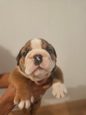 Mâle 1 - Bulldog Anglais