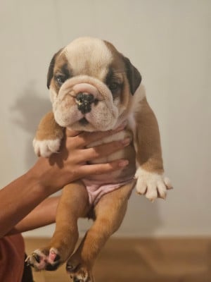 Mâle 3 - Bulldog Anglais