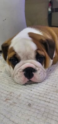 Les chiots de Bulldog Anglais