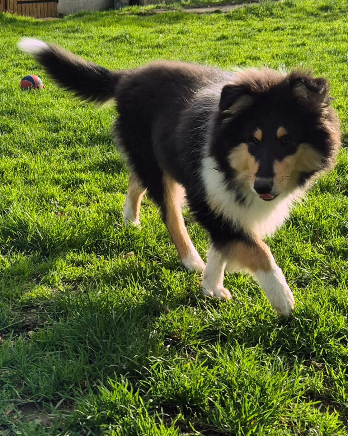 AUDACIEUSE black Du Chai De Boisse