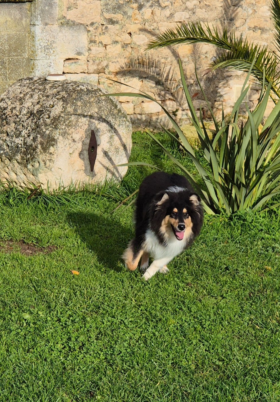AUDACIEUSE black Du Chai De Boisse