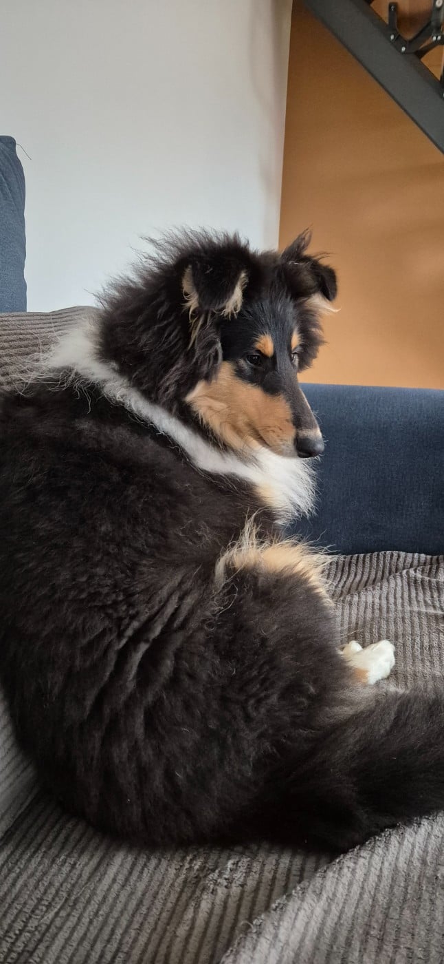 AUDACIEUSE black Du Chai De Boisse