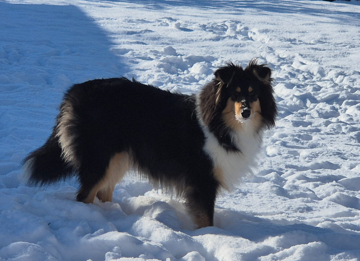AUDACIEUSE black Du Chai De Boisse