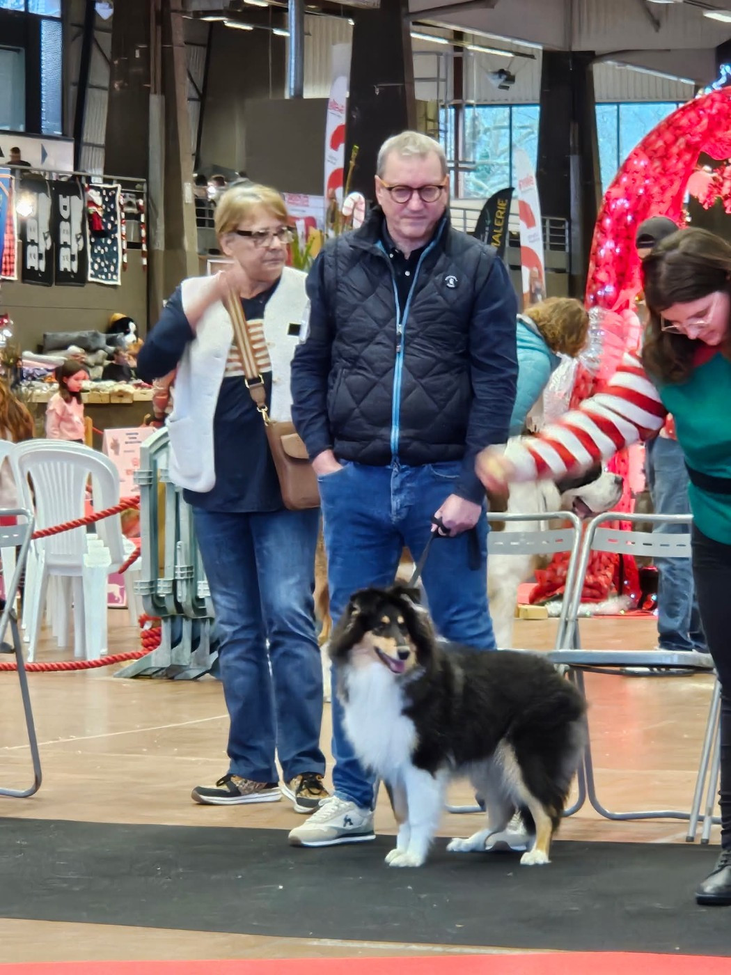 AUDACIEUSE black Du Chai De Boisse - Très prometteur