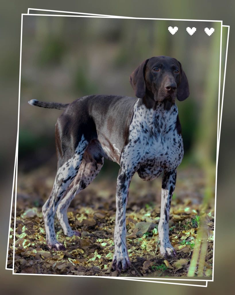 Publication : Nicolas Skimani