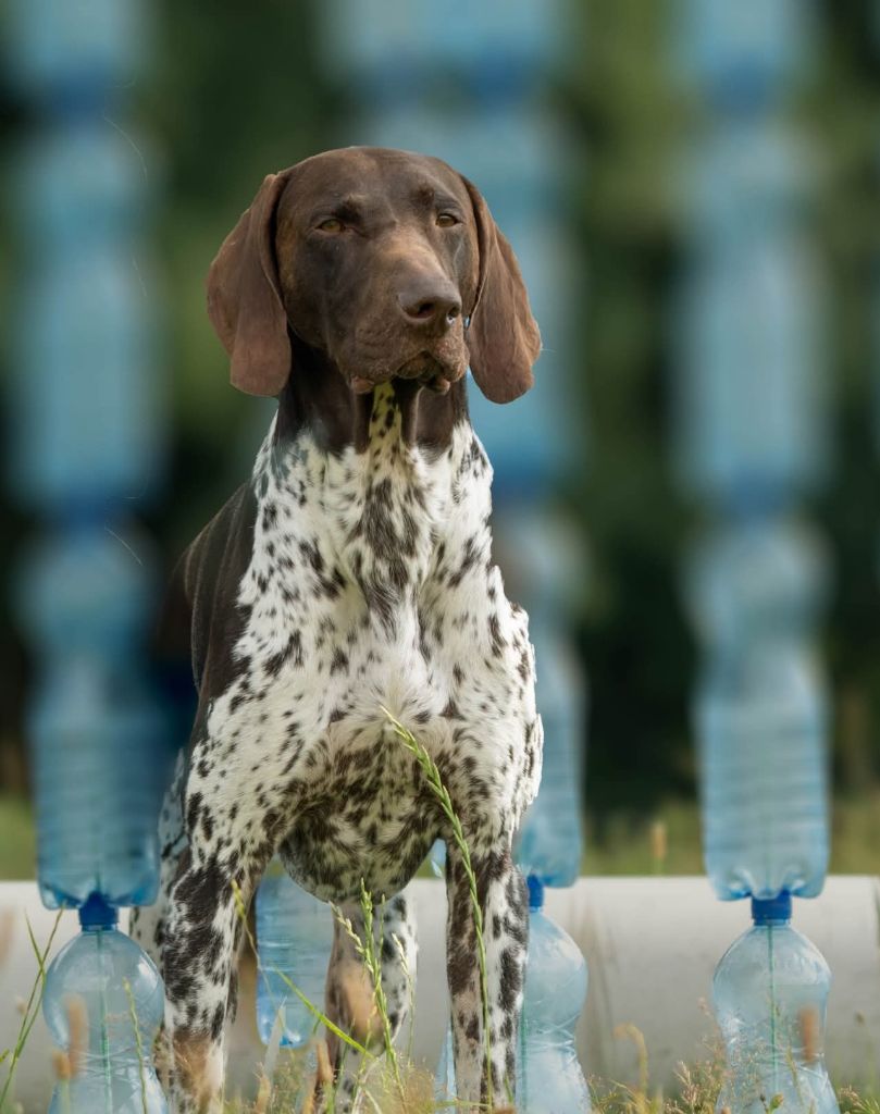 Publication : Nicolas Skimani