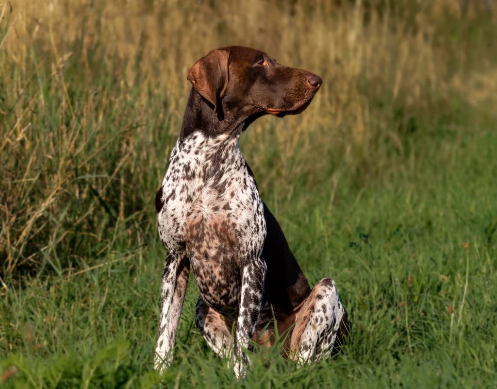 Publication : Nicolas Skimani