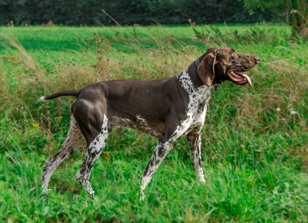 Publication : Nicolas Skimani