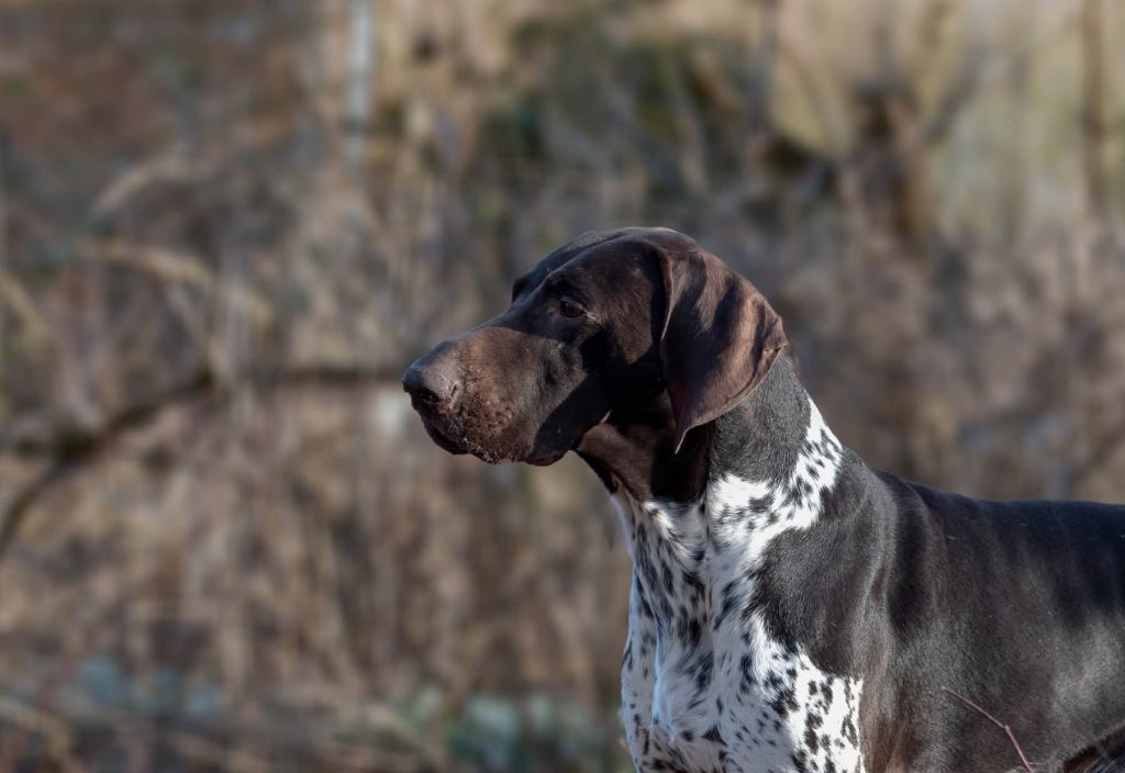 Publication : Nicolas Skimani