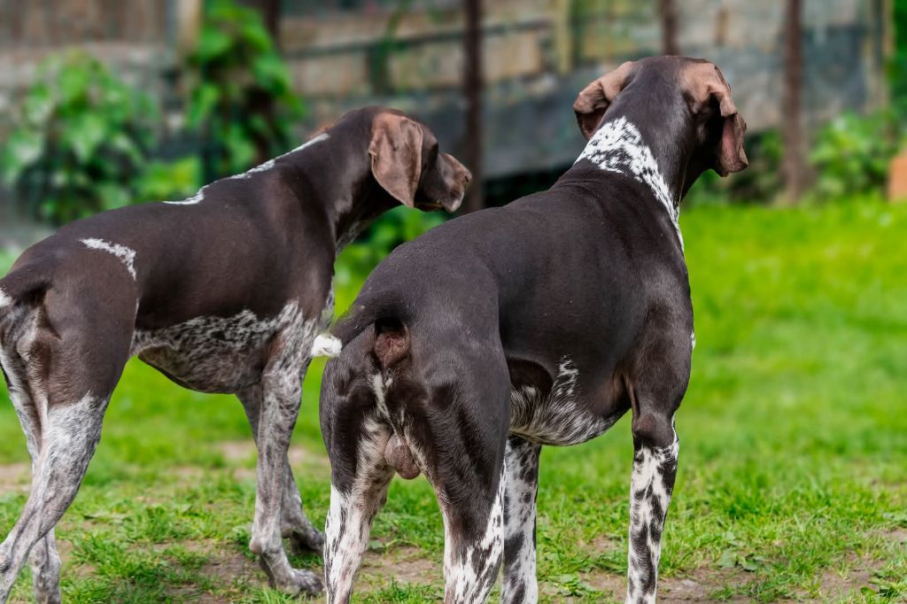 Publication : Nicolas Skimani