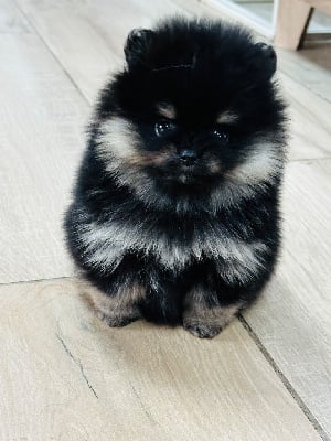 Les chiots de Spitz allemand