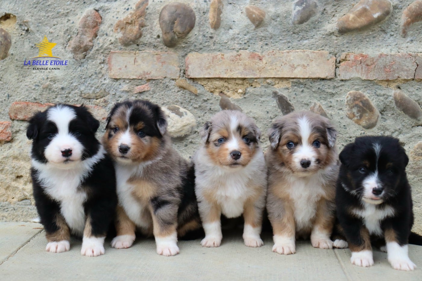 Berger Américain Miniature  - (Sans Affixe)