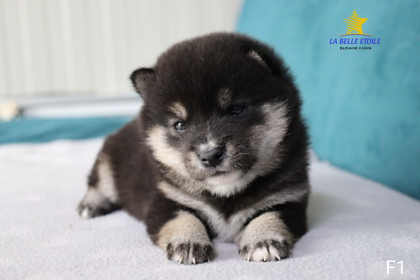 Shiba - de la Belle Etoile du Saves