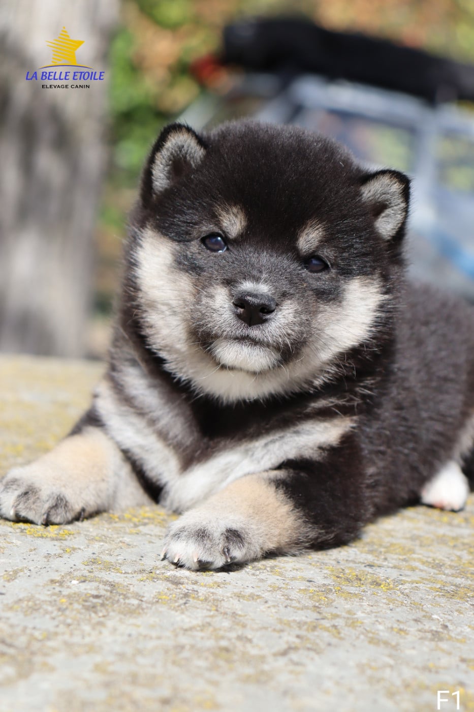 Shiba - de la Belle Etoile du Saves
