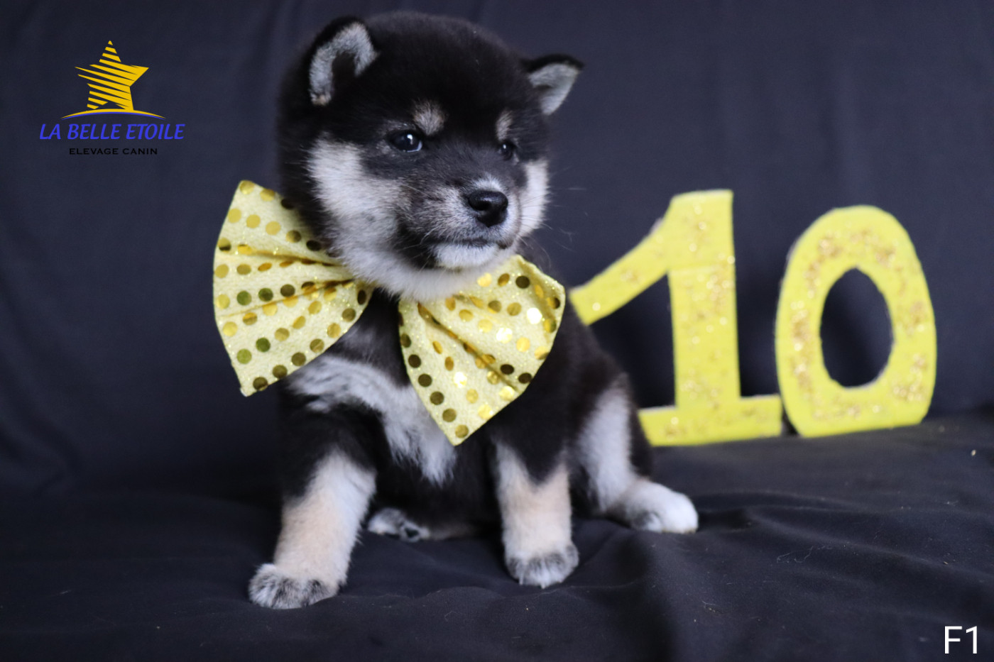 Shiba - de la Belle Etoile du Saves