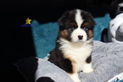 Les chiots de Berger Américain Miniature 