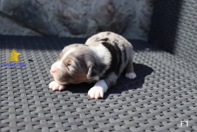 Les chiots de Berger Américain Miniature 