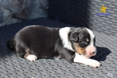 Les chiots de Berger Américain Miniature 