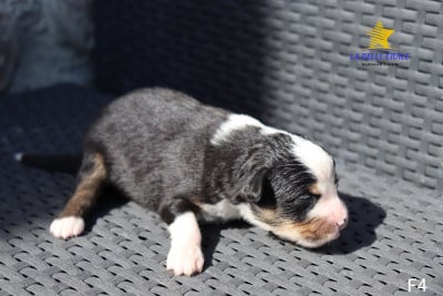 Les chiots de Berger Américain Miniature 
