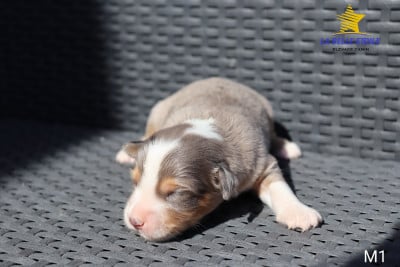 Les chiots de Berger Américain Miniature 