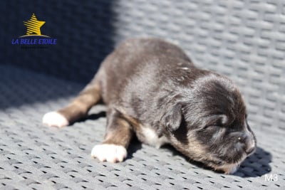 Les chiots de Berger Américain Miniature 
