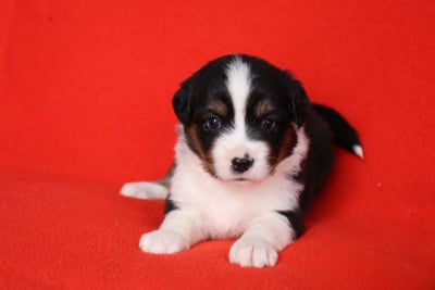 Les chiots de Berger Américain Miniature 