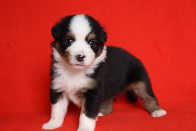 Les chiots de Berger Américain Miniature 