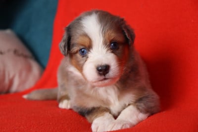 Les chiots de Berger Américain Miniature 