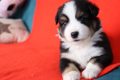 Les chiots de Berger Américain Miniature 