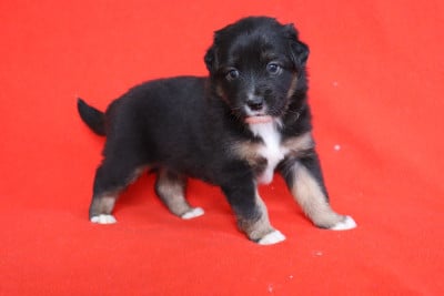Les chiots de Berger Américain Miniature 