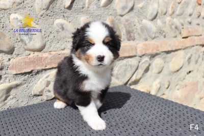Les chiots de Berger Américain Miniature 