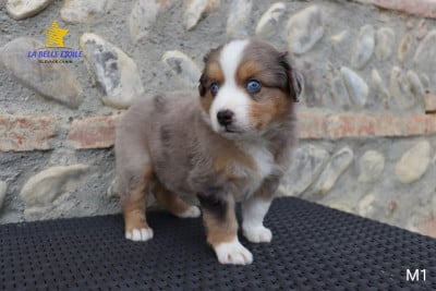 Les chiots de Berger Américain Miniature 