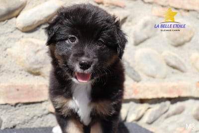 Les chiots de Berger Américain Miniature 