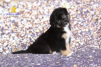 Les chiots de Berger Américain Miniature 