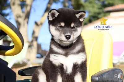 Les chiots de Shiba